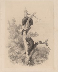 Les ours de Karl Bodmer