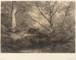 Marcassins. de Karl Bodmer