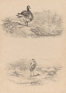 Oie, Heron. de Karl Bodmer