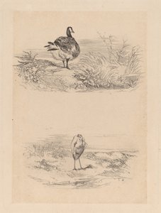 Oie, garça de Karl Bodmer