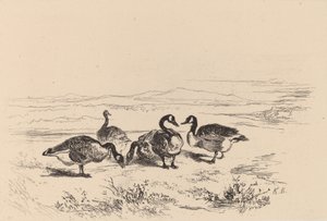 Oies bernacles. de Karl Bodmer