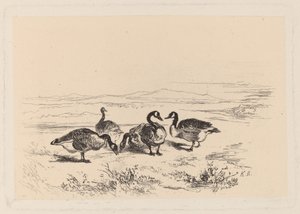 Oies bernáculos de Karl Bodmer