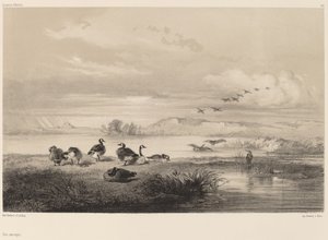 Ganso selvagem. de Karl Bodmer
