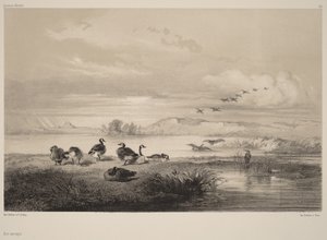 Gansos selvagens de Karl Bodmer