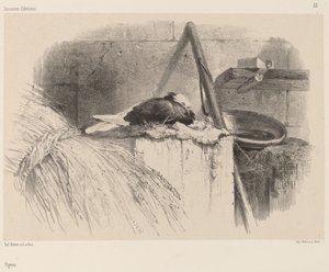 Pombinho. de Karl Bodmer