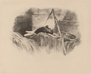 Pombo num ninho. de Karl Bodmer