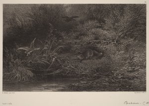 Raposa à espreita de Karl Bodmer