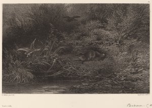 Raposa à espreita de Karl Bodmer