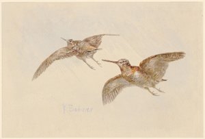Galinholas em voo de Karl Bodmer