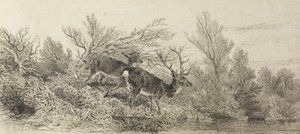 Veado no bosque de Karl Bodmer