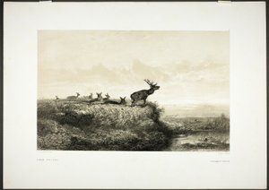 A manhã: Cães e veados de Karl Bodmer