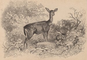 Uma corça. de Karl Bodmer