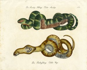 Cobra Aesculápia e Cobra da Índia (gravura)