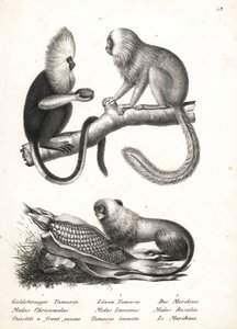 Mico de cabeça de búfalo, Callithrix flaviceps (em perigo) 1, e tamarin de leão dourado, Leontopithecus rosalia (em perigo) 2,3. Litografia de Karl Joseph Brodtmann de Heinrich Rudolf Schinz