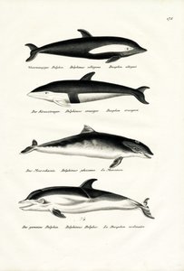 Diferentes tipos de golfinhos, 1824 de Karl Joseph Brodtmann