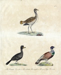 Aves selvagens europeias (imprimir)