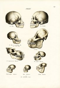 Crânios Humanos, 1824 de Karl Joseph Brodtmann
