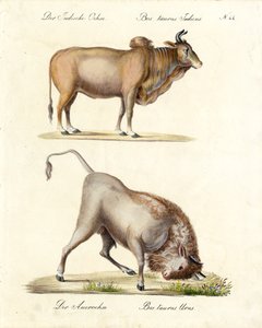 Zebu e Auroques da Índia (impressão)