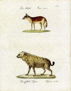 Chacal e hiena-pintada (impressão)
