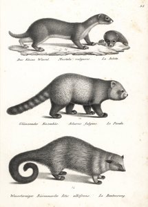 Menos doninha, Mustela nivalis 1, panda vermelho, Ailurus fulgens 2, vulnerável, e bearcat, Arctictis binturong 3, vulnerável. Litografia de Karl Joseph Brodtmann de Heinrich Rudolf Schinz