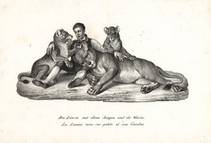 Lioness e crias com treinador, Panthera leo. Litografia de Karl Joseph Brodtmann de Heinrich Rudolf Schinz História Natural Ilustrada de Homens e Animais de Karl Joseph Brodtmann