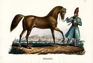 Cavalo persa, 1824