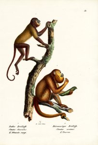 Macacos Vermelhos, 1824 de Karl Joseph Brodtmann