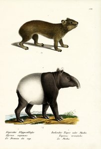 Rock Hyrax, 1824 de Karl Joseph Brodtmann