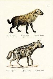 Hyaena manchada, 1824 de Karl Joseph Brodtmann