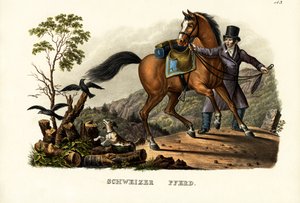 Cavalo suíço, 1824 de Karl Joseph Brodtmann