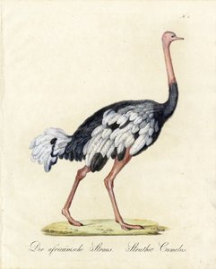 A avestruz africana (imprimir) de Karl Joseph Brodtmann