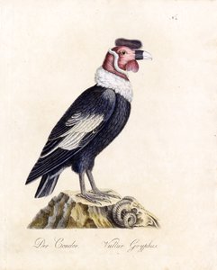 O Condor (impressão)