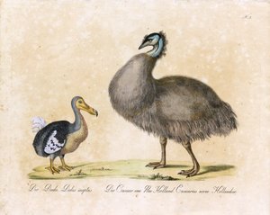O Dodó e o Cassowary da Nova Holanda (impressão) de Karl Joseph Brodtmann