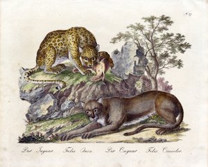 O Jaguar e o Cougar (impressão) de Karl Joseph Brodtmann