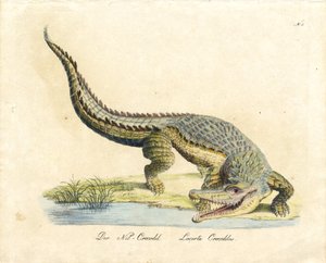 O Crocodilo do Nilo (impressão) de Karl Joseph Brodtmann