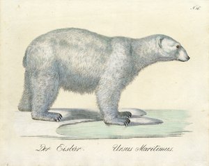 O Urso Polar (impressão)