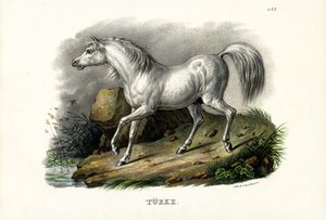 Cavalo turco, 1824 de Karl Joseph Brodtmann