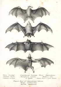 Morcego de fruta de costas nuas ocidental, Dobsonia peronii 1, morcego de néctar de língua comprida, Macroglossus minimus 2, morcego fantasma do norte, Diclidurus albus 3, e a rousette de Geoffroy, Rousettus amplexicaudatus 4. Litografia de Karl Joseph Bro de Karl Joseph Brodtmann