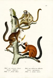 Lêmure-de-testa-branca, 1824 de Karl Joseph Brodtmann