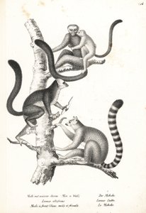 Lêmure de cabeça branca, Eulemur albifrons, macho e fêmea, em perigo 1, e lêmure de cauda anelar, Lemur catta, em perigo 2. Litografia de Karl Joseph Brodtmann de Heinrich Rudolf Schinz História Natural Ilustrada de Homens e Animais de Karl Joseph Brodtmann