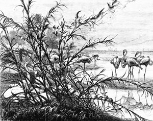 Um parlamento dos pássaros no lago Menaleh, 1880
