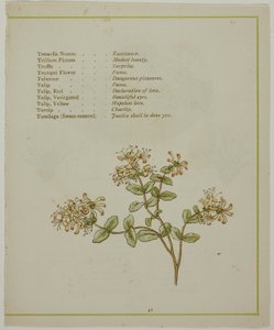 Valerian Through Volkamenia, de The Illuminated Language of Flowers de Kate Greenaway