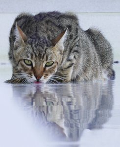 Gato fixe, 2022, fotografia