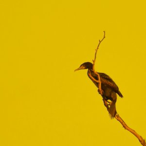 Hanging On (olhando para a esquerda) de Katha Wood