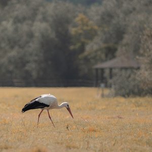 Pagode da Garça, 2021 (foto) de Katha Wood