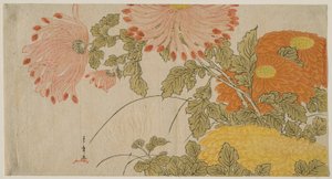 Crisântemos de Katsukawa Shunsho