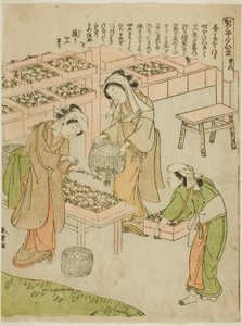 Placa 6 (Examinando os Casulos Recém-Fiados), da série "Kaiko Yashinai-gusa" de Katsukawa Shunsho
