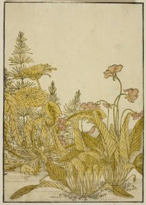 Flores da Primavera: Violetas e Dentes-de-leão, do livro "Espelho das Belas Mulheres dos Quartos do Prazer (Seiro bijin awase sugata kagami)", vol. 1 de Katsukawa Shunsho