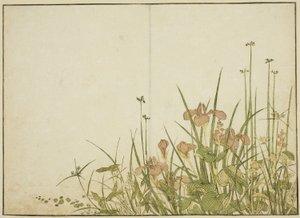 Summer Flowers: Iris and Water Bananas, do livro "Mirror of Beautiful Women of the Pleasure Quarters (Seiro bijin awase sugata kagami)", vol. 1 de Katsukawa Shunsho