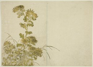 Flores de inverno: crisântemos, do livro "Espelho das belas mulheres dos aposentos do prazer (Seiro bijin awase sugata kagami)", vol. 1 de Katsukawa Shunsho